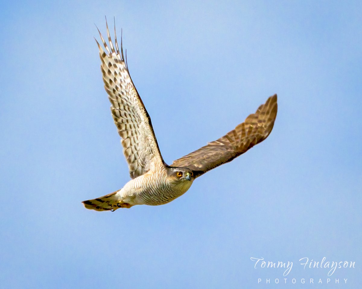 Migratory #Sparrowhawk arriving at #Gibraltar last week #BirdsSeenIn2024 #birdphotography @gonhsgib @BirdingRasta @InfoGibraltar @GibraltarBirds @_BTO @Natures_Voice @Britnatureguide @BirdGuides @BirdLifeEurope @GibReserve @GibraltarMuseum