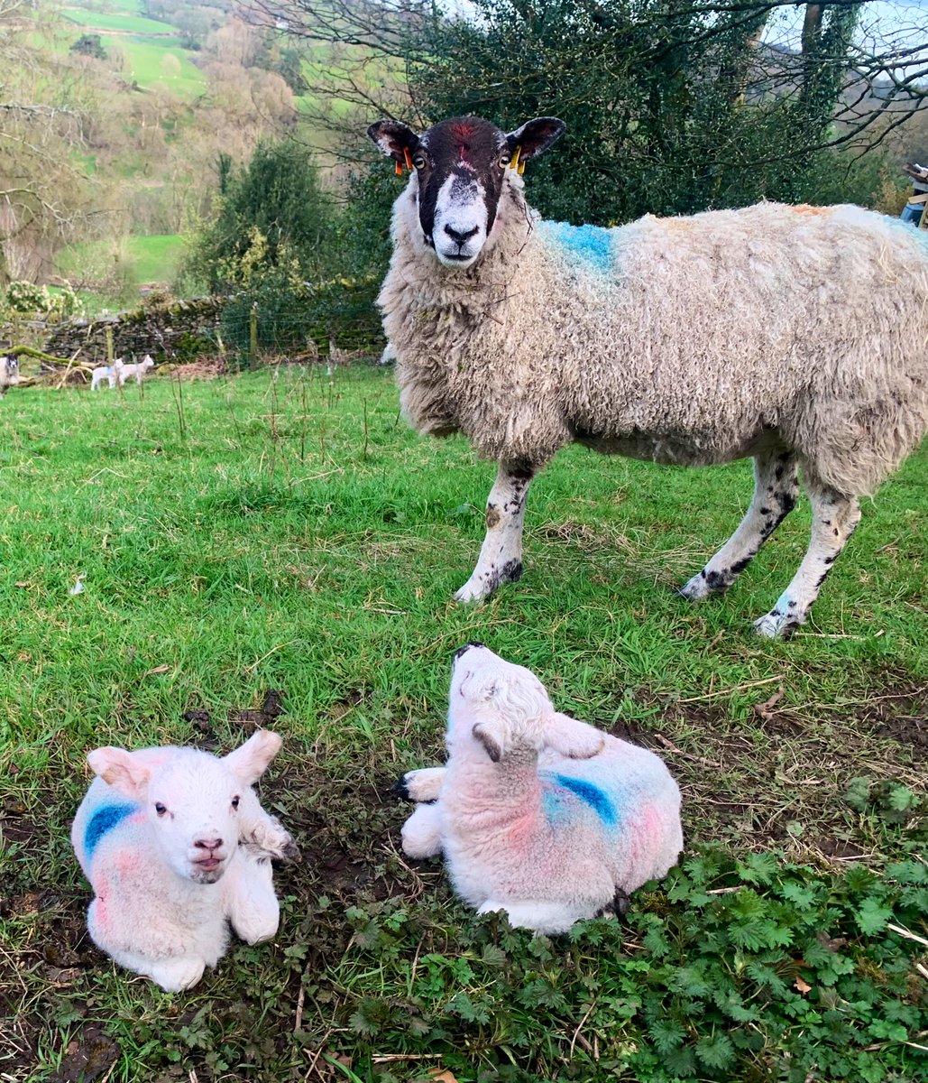 Baaa! #HappyEaster 🐑 🐣 🐰 🐥 🐑 Lovely sunny day with new #lambs ☀️ #LakeDistrict #BankHolidayWeekend