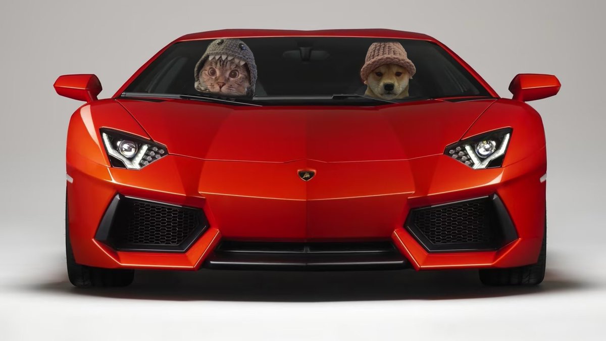 bullcalledgab's tweet photo. TOP DOG and TOP CAT for this cycle 

You’ve been warned 

$wif
$SC https://t.co/Xu6WjR6BFv