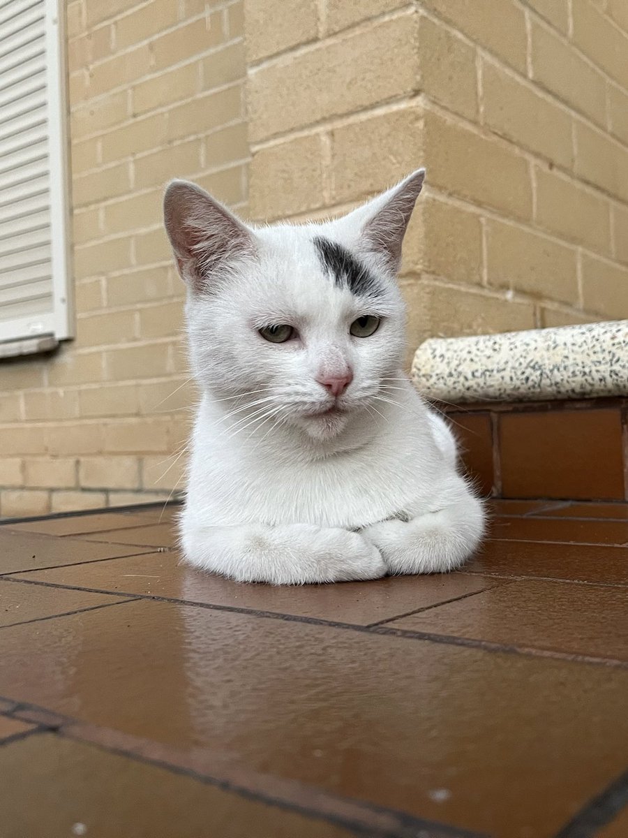 Marshmallow bust⁉️🗽

#BronzeStatue #GreatPerson #cat #catlife #halfstraycat #whitecat #blackcat #lovelycat #pawpads #cattastic #catoftheday