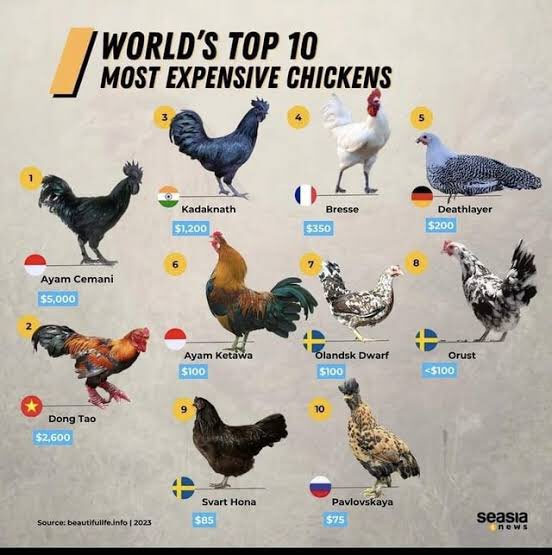 We have all this breeds 
nocf.co.ke 

#sodomandgomorrah#jowie#WRCSafariRally2024#KalonzoMusyoka#masculinitysaturday#nanyukiornamentalchickenfarm#exoticbirdskenya#ornamentalbirdskenya#farminginkenya#farmkenya2024