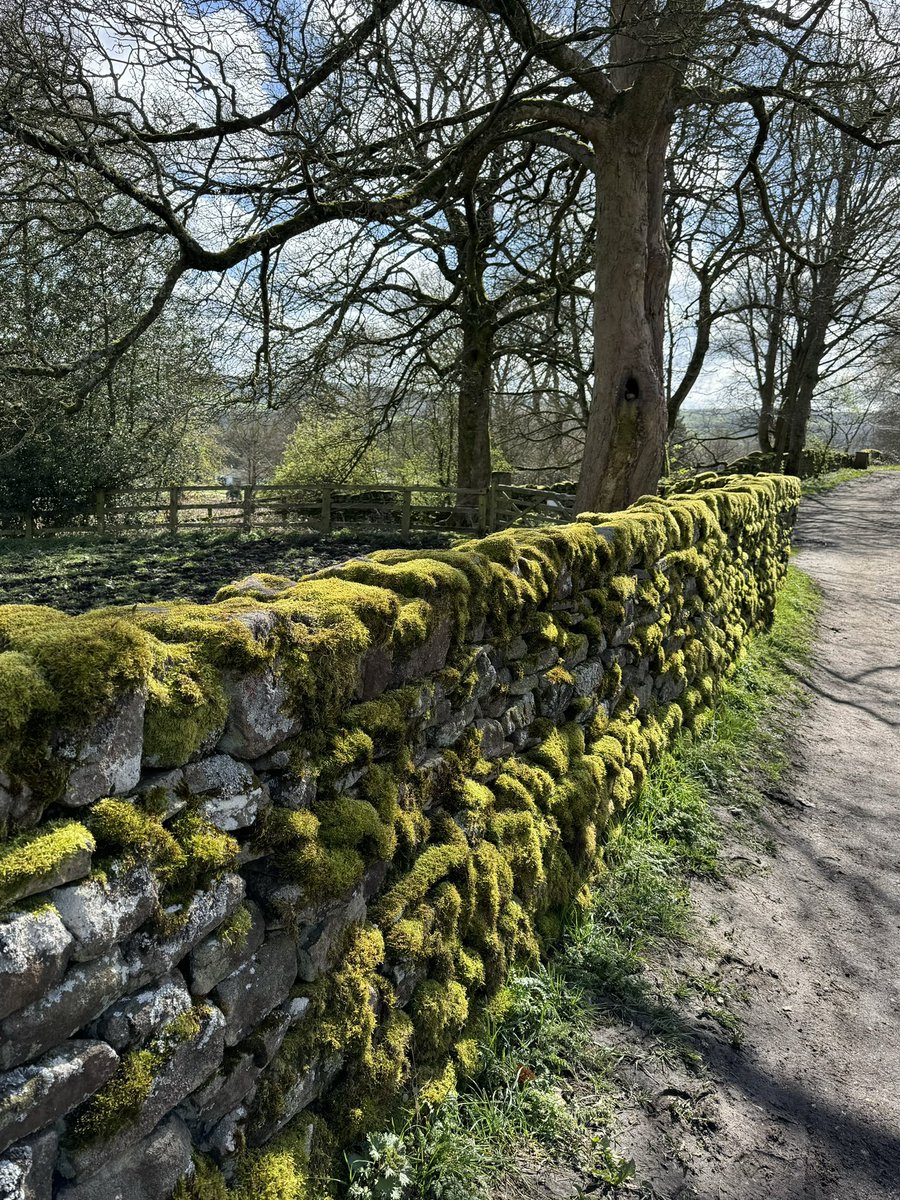 Lovely dog walk around St. Ives Estate - nice to be out in the sun! #moss #spring