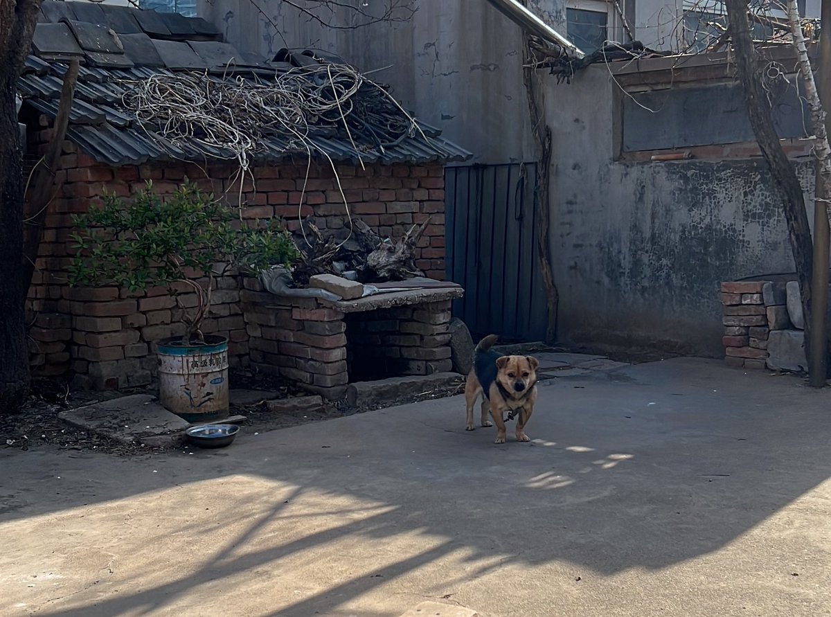 倚在墙上晒太阳看🐕