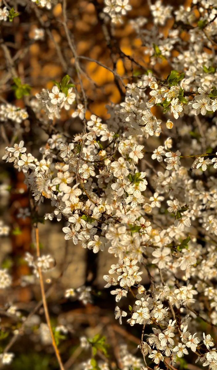 OrorIko's tweet photo. Good morning!🫶🤗Happy Sunday!#Spring #FLOWER 
#NaturePhotography #naturelover #naturfotografie #Natur  #naturebeauty #foto #NatureBeautiful #TwitterNatureCommunity #nature #ThePhotoHour #ThePhotoHour https://t.co/xChbB72EoE