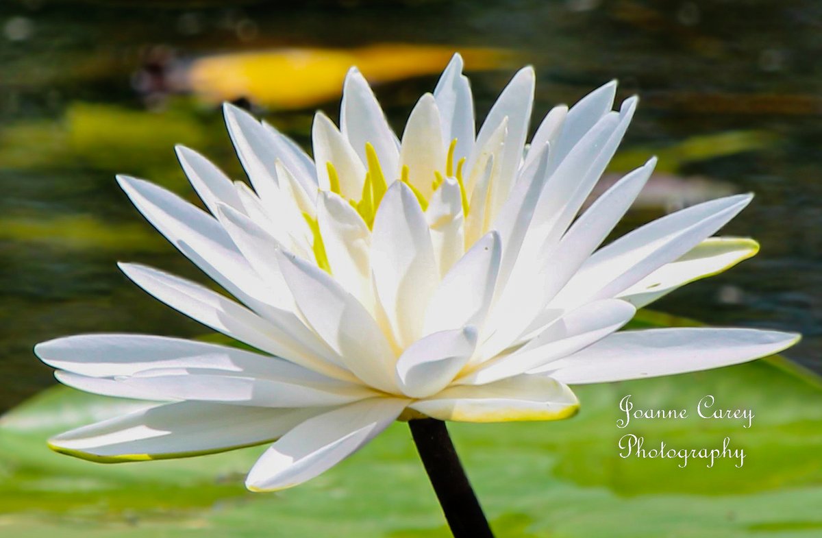 Wishing everyone a Blessed Easter 🤍🤍🤍

This is a picture of an American white, water lily taken in southwest FL captured on the side of a road in a small ditch of water... beauty is found everywhere 🤍🤍🤍
#Easter #waterlily #NaturePhotography #NatureBeauty