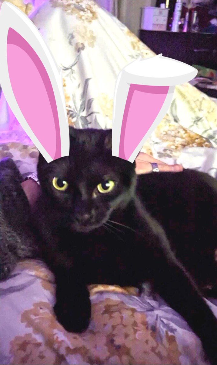 Happy Easter Sunday Funday 🐣 I’m taking it seriously and dressed as a bunny rabbit. Those pink ears are purrfect cos I’m a girl! Have a lovely day 😻 Lots of love from Shadow 🐈‍⬛ #Hedgewatch #EasterSunday #SundayFunday #CatsOnTwitter #CatsOnX