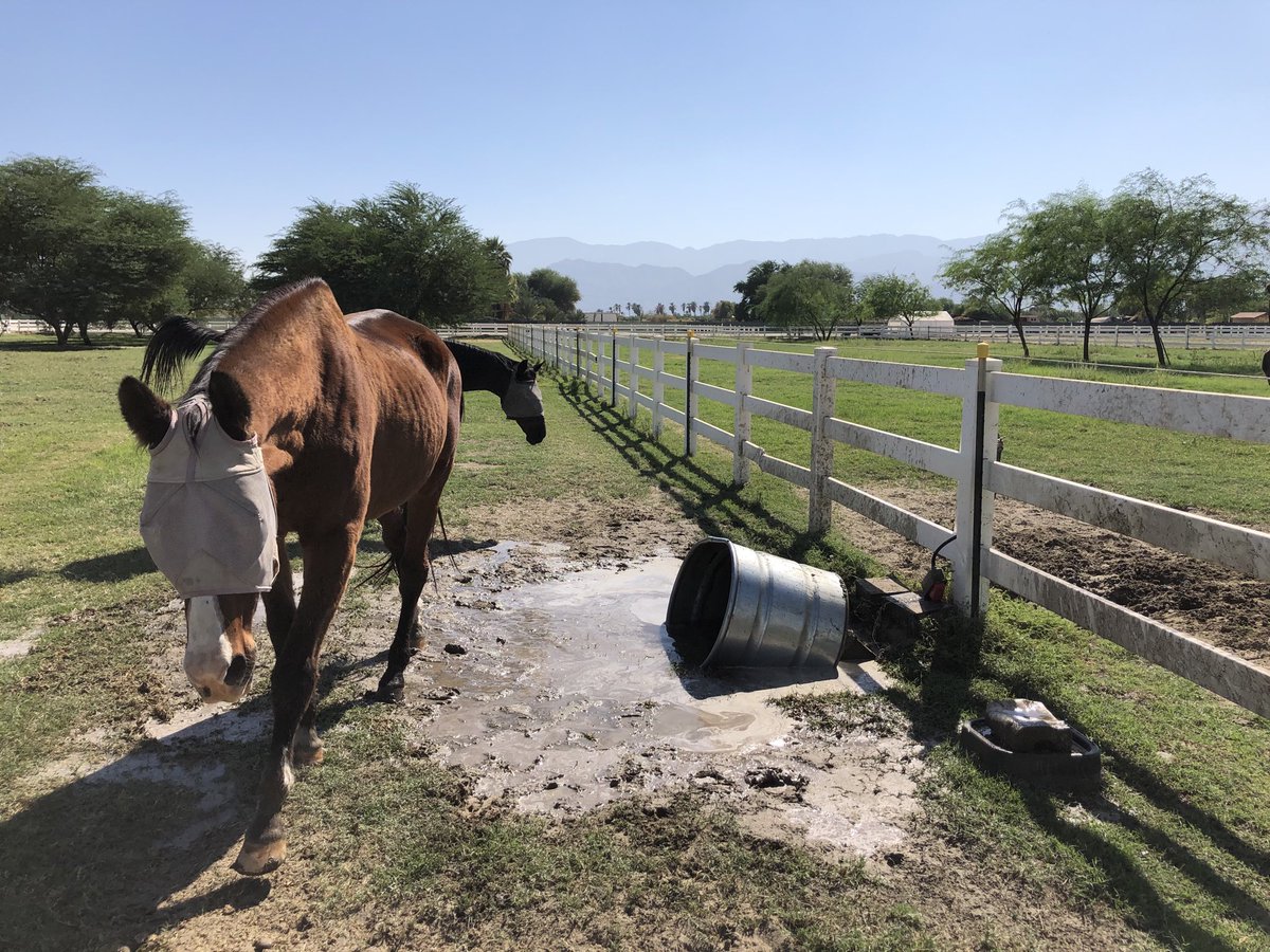 @GloriousAllianc Smoothie enjoyed drinking his water! The best water was in the OTHER pasture!🤣 He liked to make ripples while drinking.🥰 K got a great picture of the water dripping & he knocked his water over & stomped away when K tried to clean his it!🤣😮 #SmoothieSunday