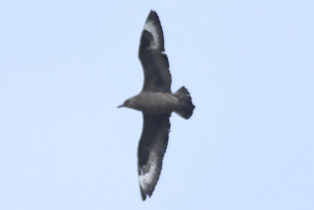 Posting my photos here for you all to discuss over. Possible South Polar Skua? Just a Great Skua? All suggestions welcomed! New Quay, Ceredigion. Seen on Tuesday 26th March and again on Friday 29th March. @LeeEvansBirding @BirdGuides @RareBirdAlertUK