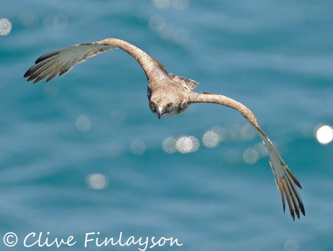 When you’ve been photographing wildlife for 51 years, a pic taken 13 years ago feels like yesterday! Short-toed snake eagle at Gibraltar @FinlaysonGib @GibGerry @GibReserve @gonhsgib @_BTO @Natures_Voice