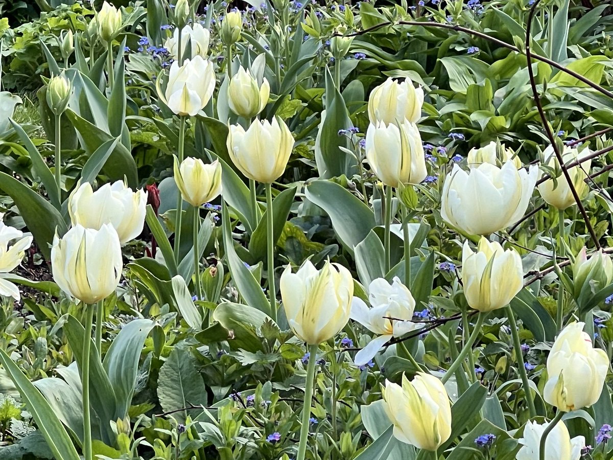 Happy Easter with yellow erythronium and cream tulips.

#easter #springholidays #visitsussex #bordehillgarden