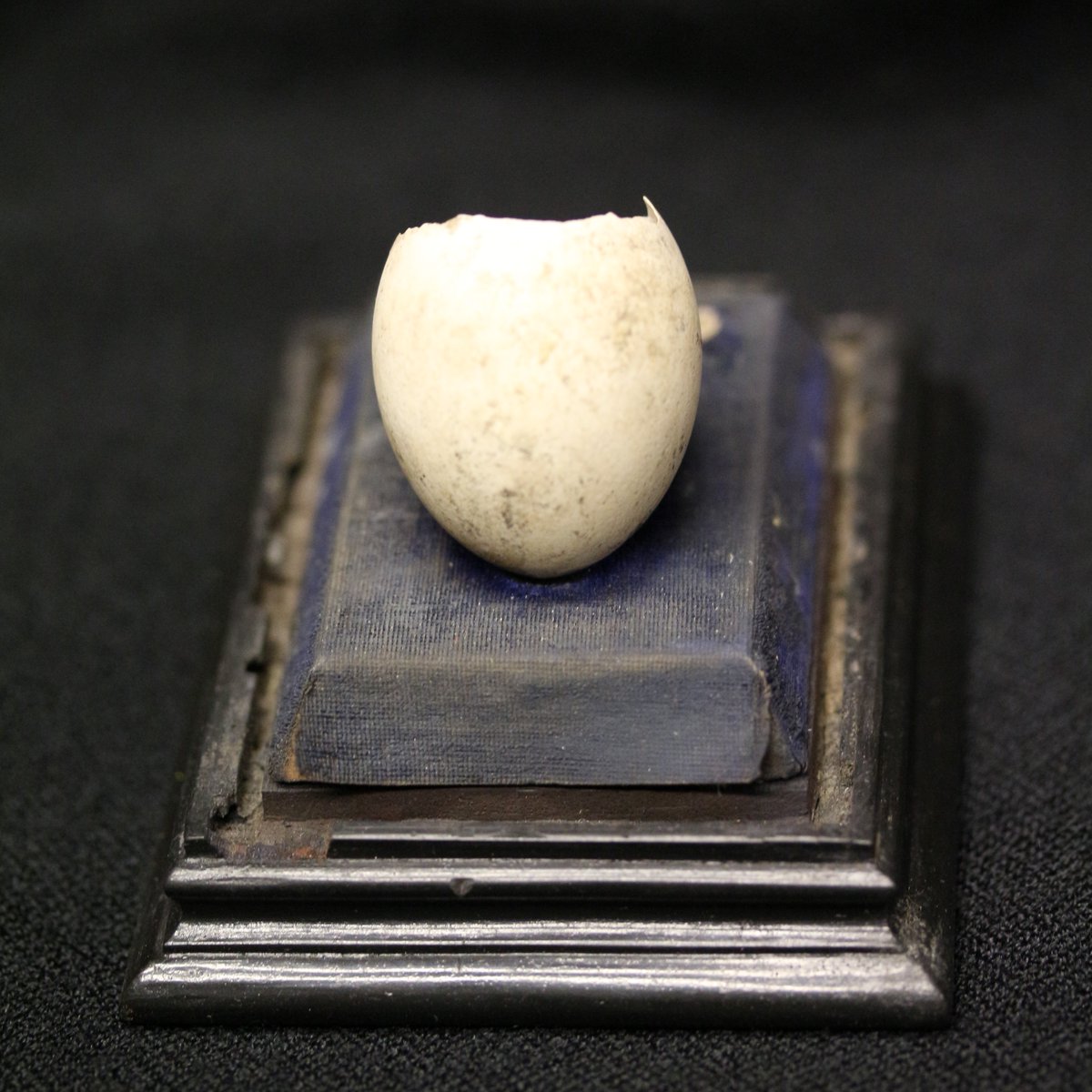 For our #Easter heritage highlight, we are sharing an egg! 🥚😃 This teal’s egg was found in a marshy layer over the Great Bath in 1882, showing the Baths were abandoned and gradually filled with silt after the Romans left, with the teal laying its egg in the 5th-6th century CE.