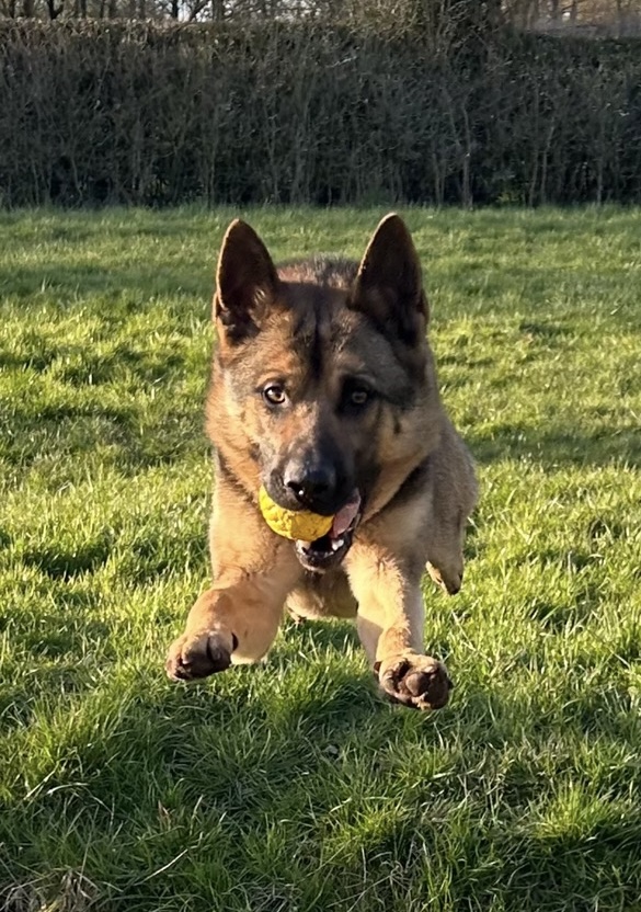 Following a Decamp from a suspected stolen vehicle in Ellesmere Port, PD Reggie flew into action and quickly tracked down the driver, who upon being challenged by PD Reggie fell to his knees and started crying. One scared prisoner was transported to custody. #PDReggie