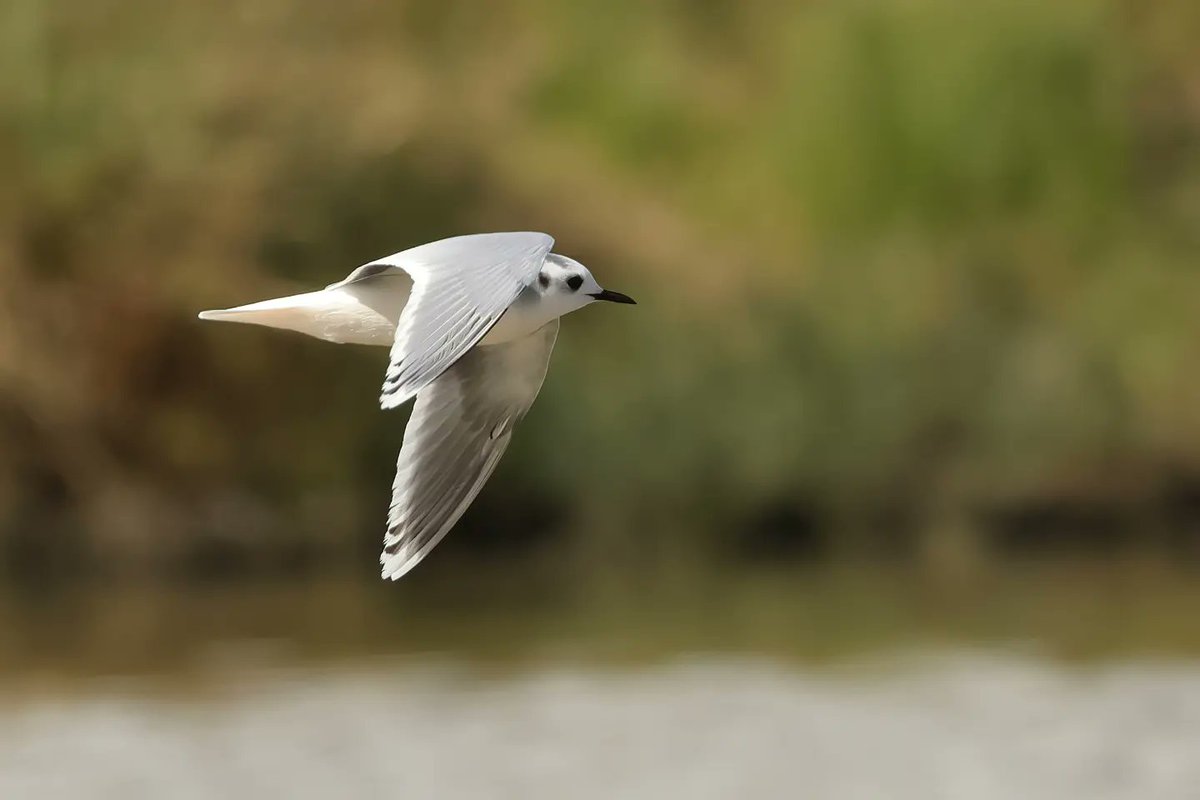 Little Gull In Flight (30.03.24) @WWTLlanelli