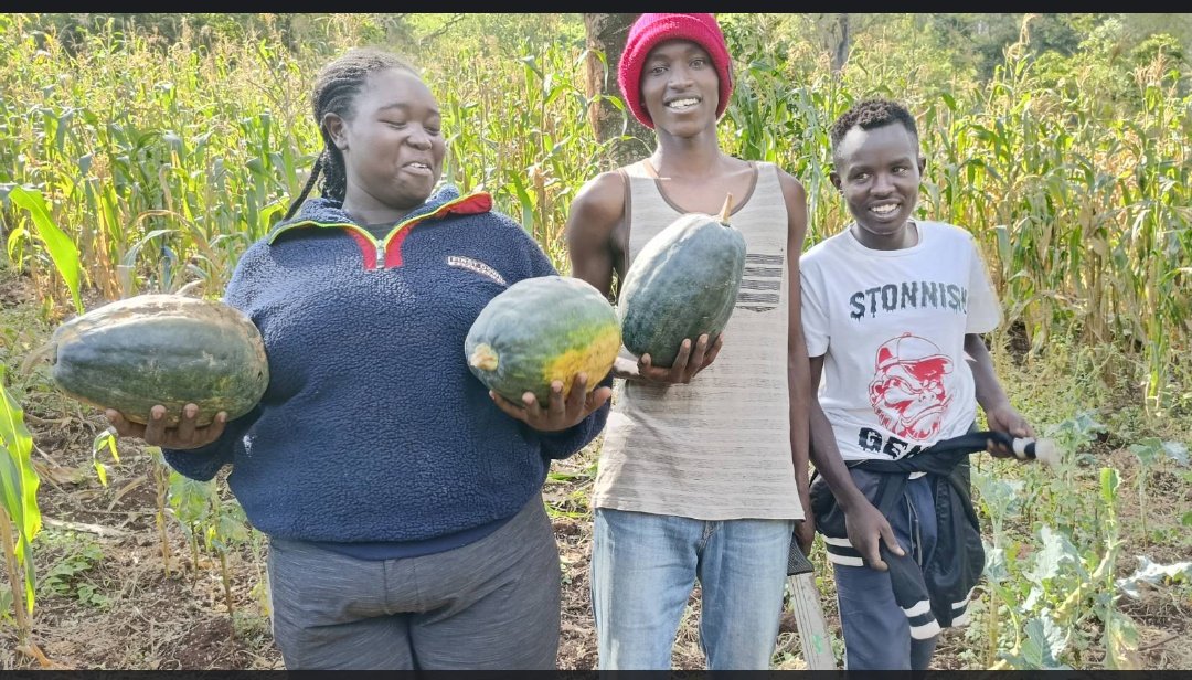 ORGANIC FARMING IS THE WAY TO GO! In organic farming, we encourage farmers to use traditional or cultural methods of farming. *We discourage farmers from using manufactured chemicals because these chemicals are dangerous to man, crops & animals. @KPL_Women @PeasantsLeague