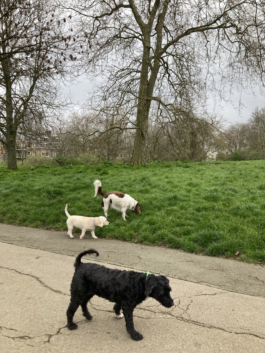 Three friends on an Easter walk. Happy Easter from us all. #morningwalk