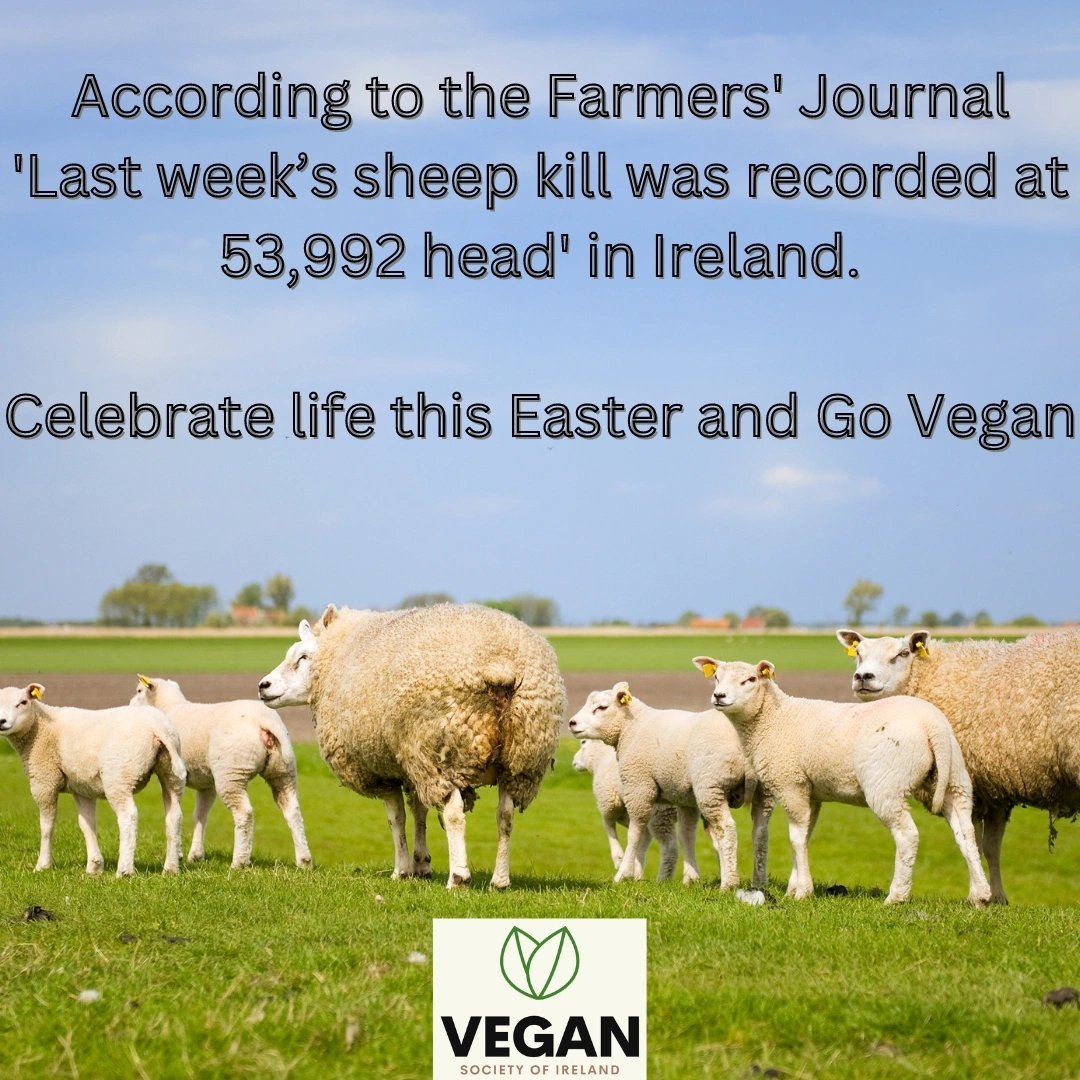 53,992 sheep were slaughtered in Ireland in the last week alone. How bizarre to celebrate a festival of life and rebirth with so much death. #EasterSunday #Lamb