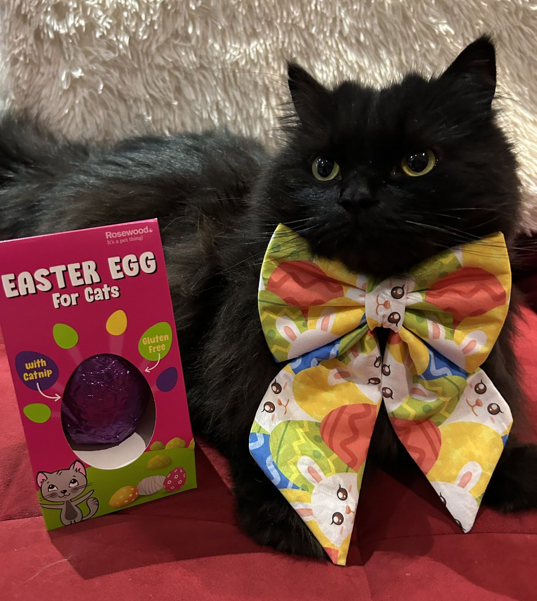 Meowy Easter! 🐾 #cat #eastersunday #catlife #easter #chocolateeggs #coolcat #meow