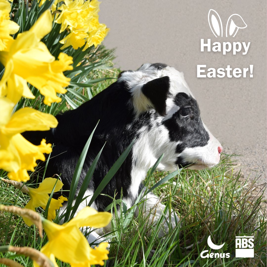 Happy Easter from all of us at Genus ABS! 🐰 Thank you to all the farmers that produce quality milk that goes into the chocolate eggs we are all enjoying this weekend. 🥛🍫