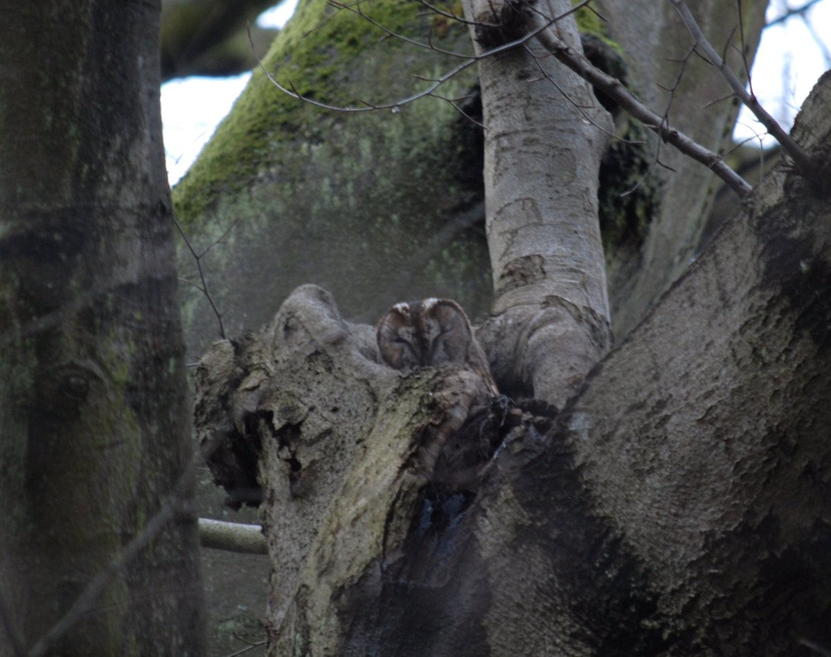 Final #aBirdFromTheLord
Tawny Owl 
Happy #Easter all you lovely birders out there - and everyone else as well for that matter