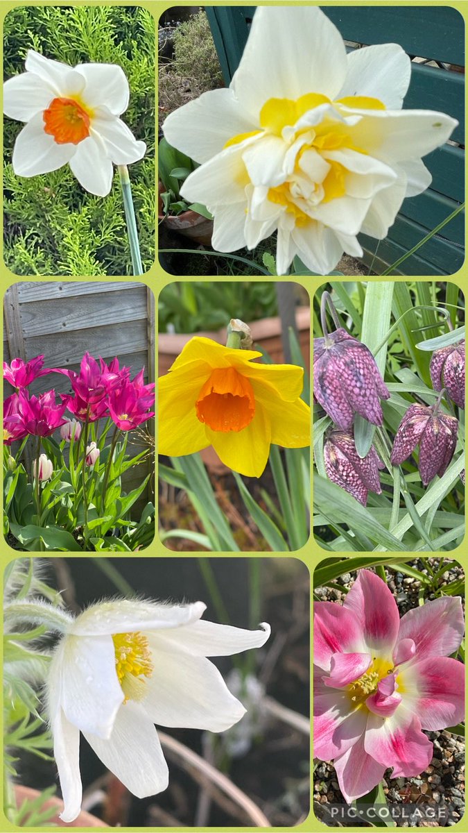 #SevenonSunday Morning my 1st 7 this year, it’s nice to see more bulbs coming out now around the garden. Happy Easter to all, have a lovely day and enjoy what ever you’re be doing🐣😍🐣