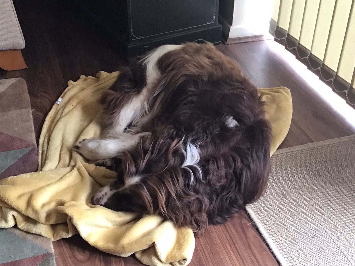 Happy Easter everyone! #lazysunday #LazyMorning #dogs #dogsonx #dogsontwitter