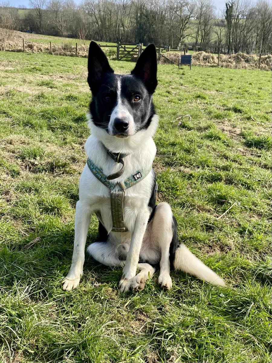 HartCollie's tweet photo. 🐣AVAILABLE FOR ADOPTION

Recently we have been inundated with dogs less than 1 years old.We haven't had so many youngsters💔

We thought we would share some with you, who we are taking enquiries on. Please help by sharing this post.  Flash, Clyde, Mollie &amp; Koda

#BorderCollie https://t.co/9Mb15JDMGg