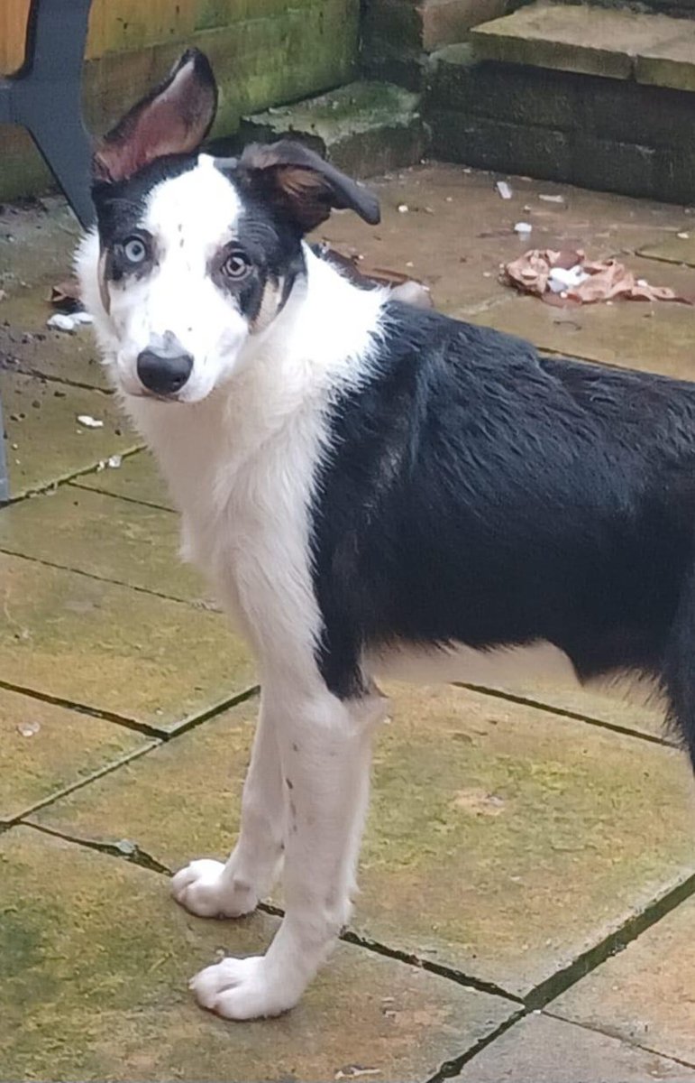HartCollie's tweet photo. 🐣AVAILABLE FOR ADOPTION

Recently we have been inundated with dogs less than 1 years old.We haven't had so many youngsters💔

We thought we would share some with you, who we are taking enquiries on. Please help by sharing this post.  Flash, Clyde, Mollie &amp; Koda

#BorderCollie https://t.co/9Mb15JDMGg