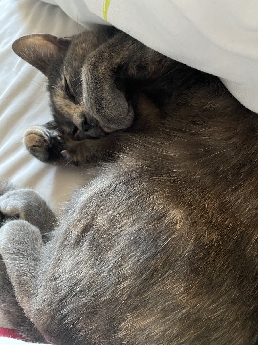 Love wakening up to a cuddly cat every morning 🥰 she’s just so adorable 🥰
