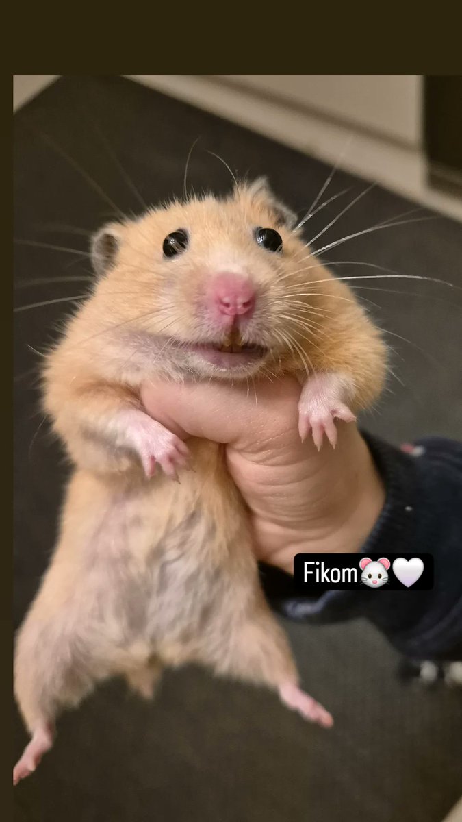 KARAEKN's tweet photo. @nazenligne 🐭🐭 https://t.co/bxnoYWK0LN