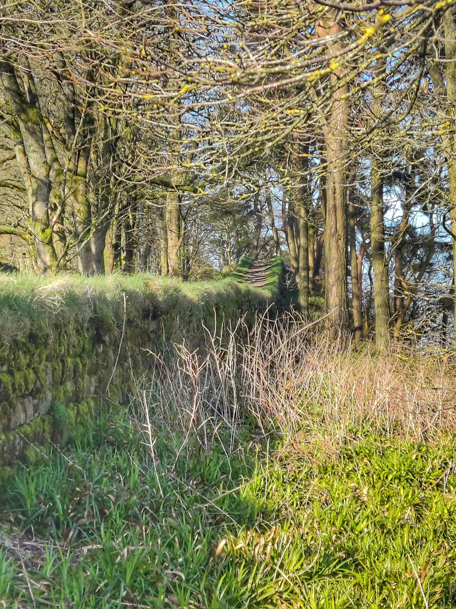 #hadrianswall #nationaltrail in the woods above #housesteads