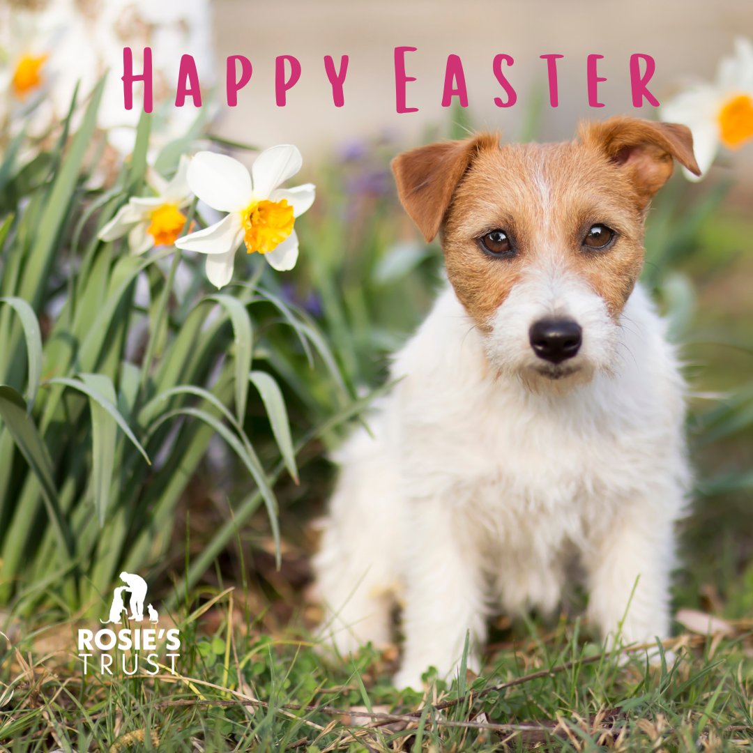 RosiesTrust's tweet photo. Happy Easter from Rosie's Trust!
Wishing you all a joyous day filled with love, laughter, and time spent with your four legged friends!
π°πΈ #Easter #RosiesTrust https://t.co/y9BlqMJxI1