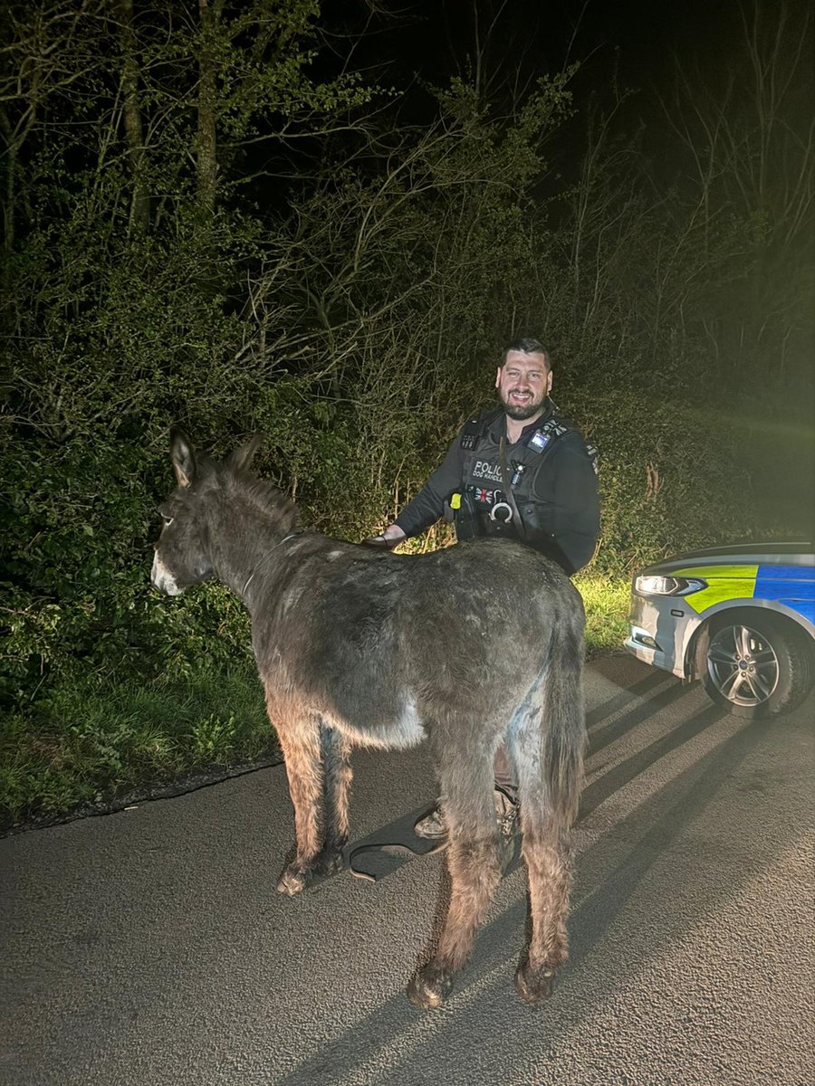 Reports of a couple of asses heading into Ripley. No, not PCs Richmond & Morris, but a couple of stray donkeys looking for a #BankHoliday night out! Luckily these heroic officers were on hand to safely wrangle the stray pair back into a field. #NotJustDogHandlers #Donkeys