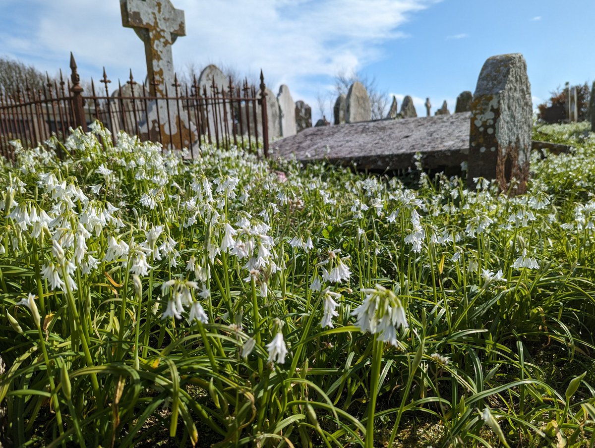 The extent of Three-cornered Garlic (Allium triquetrum) in south Wexford yesterday was quite shocking. Large stretches of road verges, field margins, hedgebanks and this graveyard in Our Lady's Island covered in dense swathes.