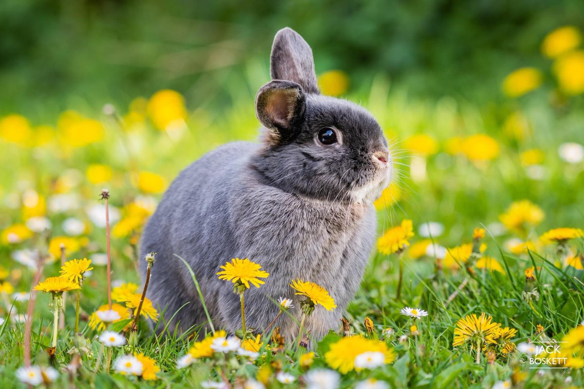 Happy Easter! Brunel the Easter Bunny is captured hopping through the dandelions! #happyeaster #brunelthebunny #easterbunny