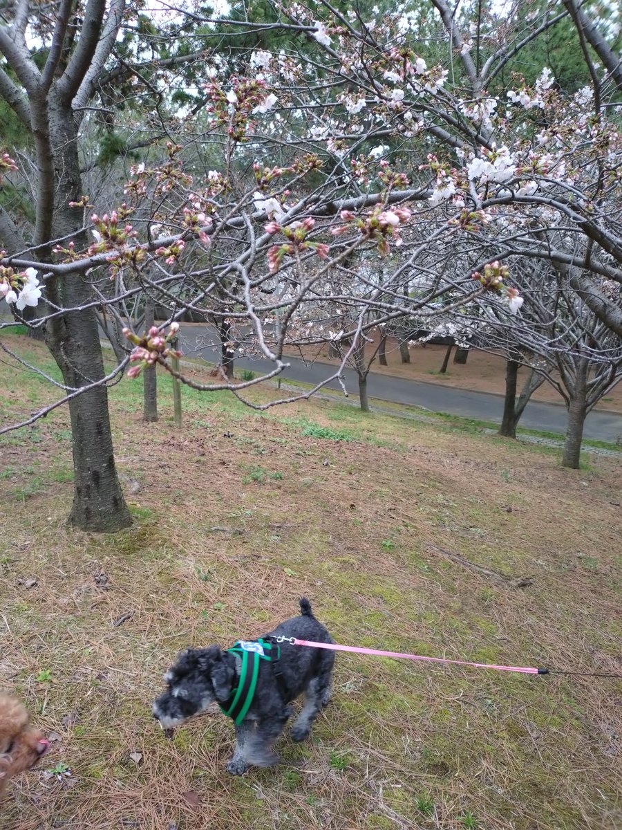 lavender0909's tweet photo. 桜がチラホラ🌸
あと少しやね https://t.co/uMhrvXiI55