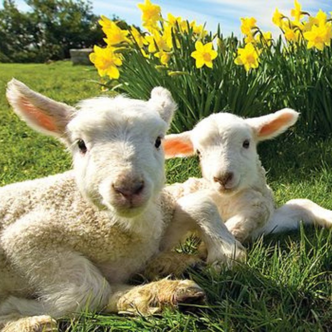 Sweet lambs (of course, we're Orri), and spring in the air. Wishing a very Happy #Easter to our community. We hope you find time for enjoyment and peace this bank holiday. 🥚🐰