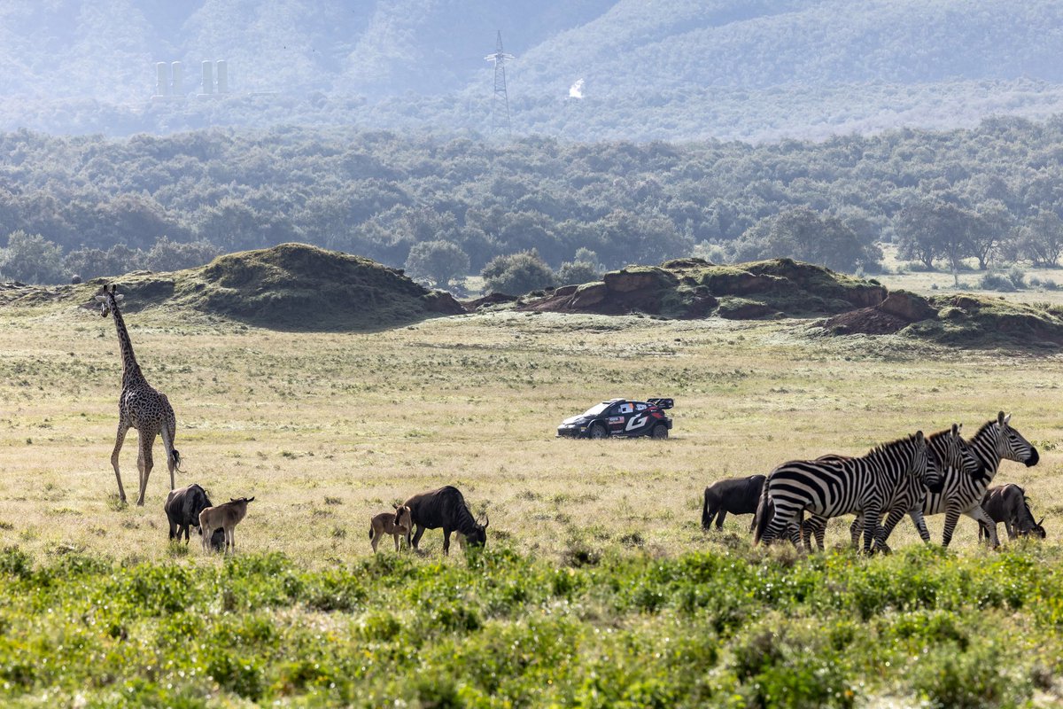 Two stages to go here at Safari Rally Kenya and we're second overall. The second run over Malewa was difficult and potentially treacherous but we navigated it safely. Oserenogni 2 up next before a final run over Hell's Gate to conclude the weekend's action!