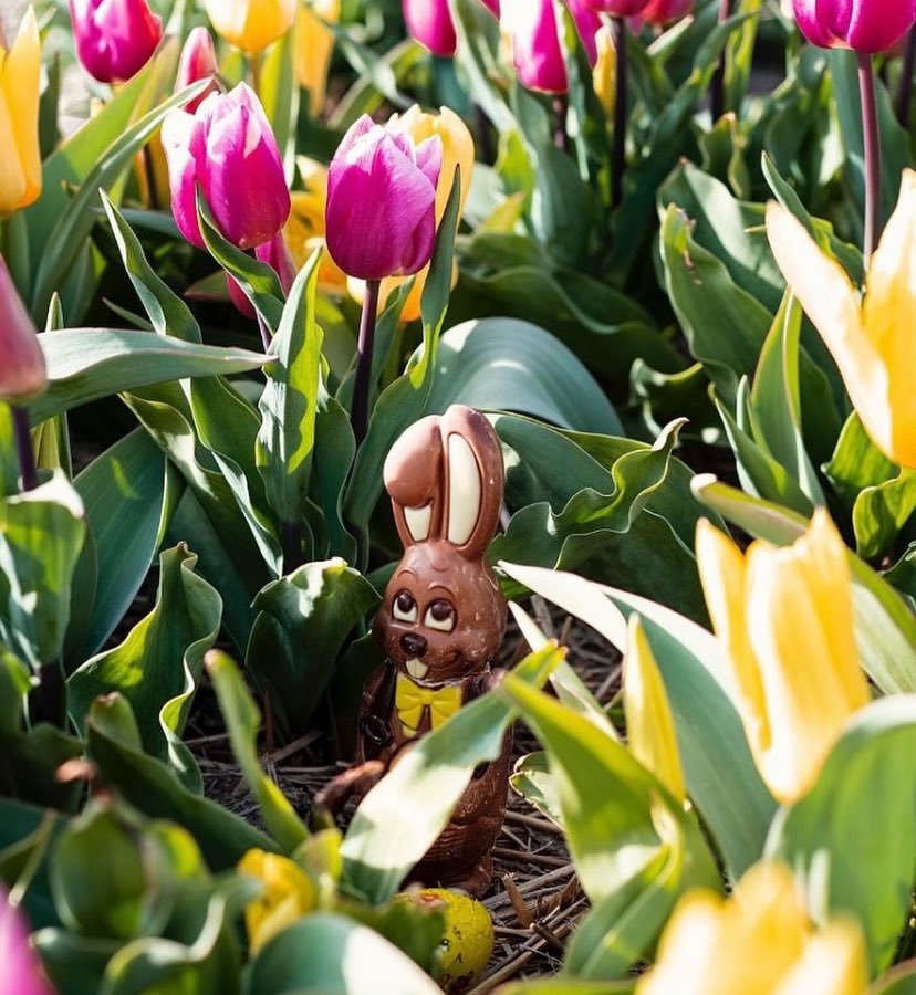 When the tulips 🌷pop up and the sun’s out☀️ you know the Easter bunny 🐰 isn’t far way. We wish you a happy Easter and a relaxing time with your loved ones! 🧡 📸 tulipexperienceamsterdam