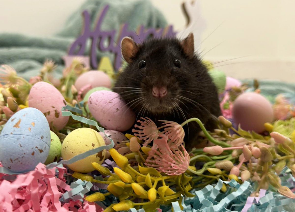 Hoppy Easter from some of my babies ♥