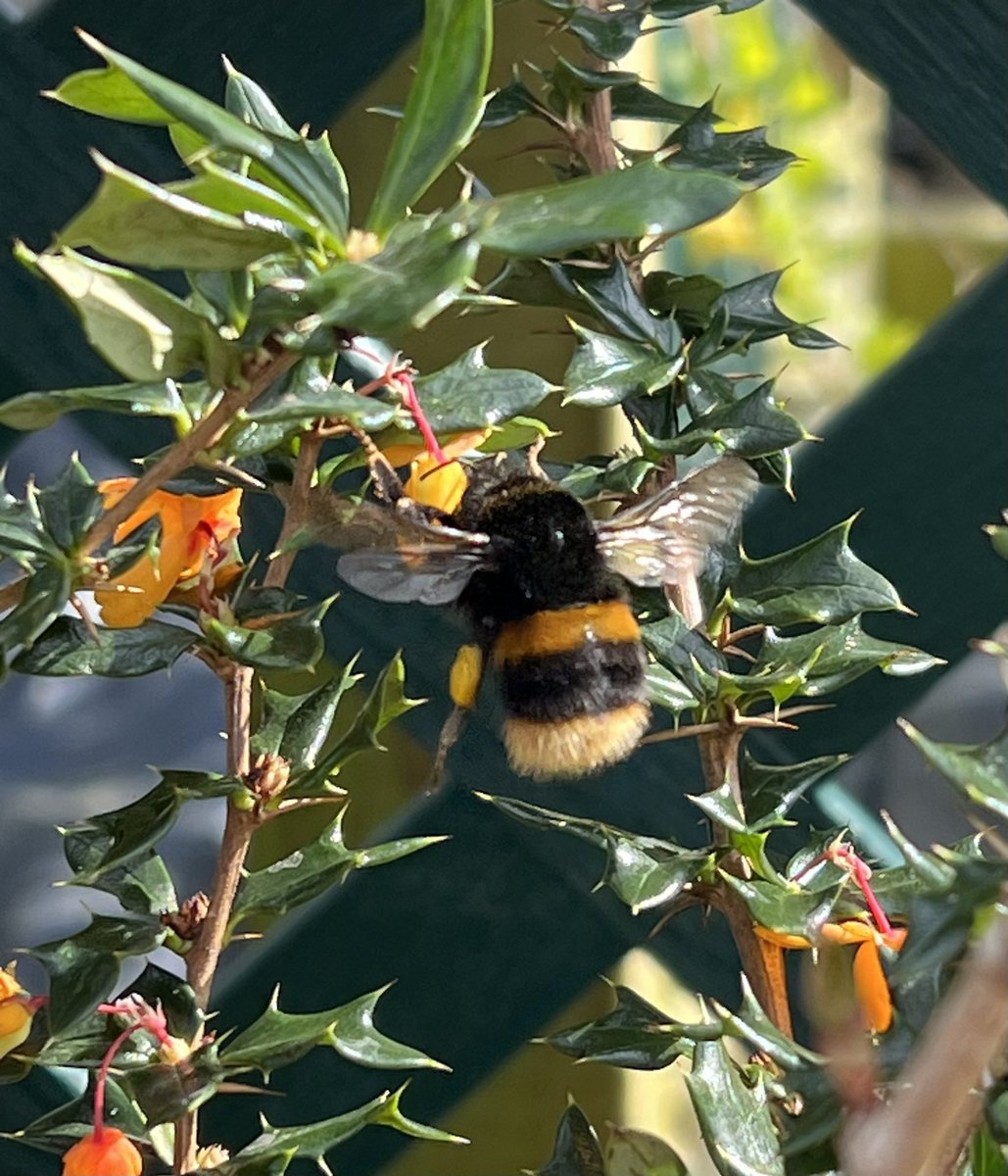 A buff tailed bumble bee on a sunny morning. #Bees #pollinators #insects