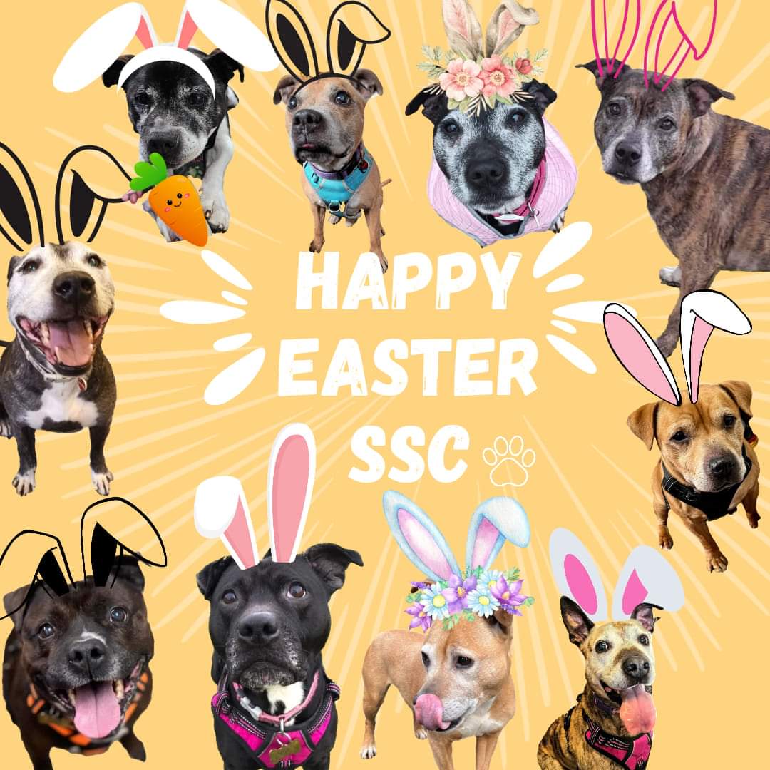 Our lovely Seniors would like to send you Easter wishes 🐰 And also would like to send a BIG thankyou to all our wonderful volunteers, Kennel Crusaders and you all for the ongoing support and love ❤️ regardless of what day it is Happy Easter 🐣🐰 From The Senior Staffy Club 🐾