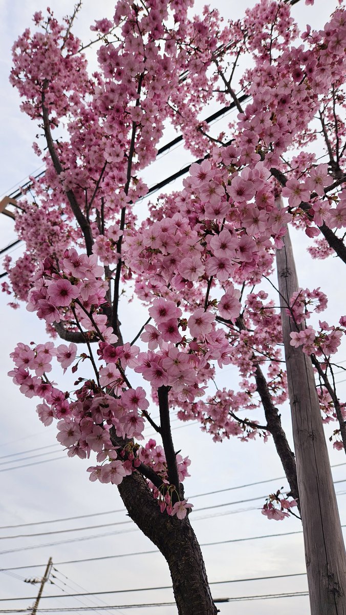 「街路樹咲き誇っとる 」|朱里/shuriのイラスト