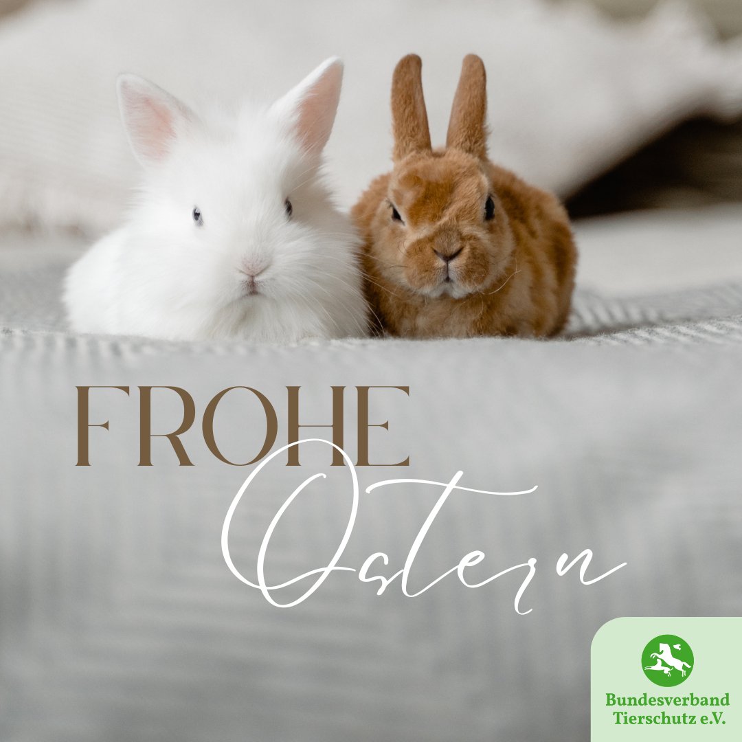 Wir wünschen allen ein frohes Osterfest! #ostern2024 #ostern #Osterhase #hasen #tierschutz