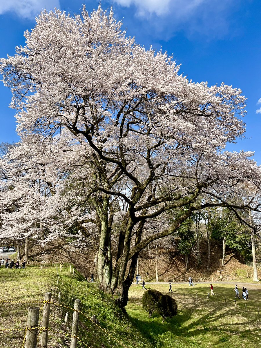 GUGES_99_STUDIO's tweet photo. 秘密基地建造作戦DAY3
第1と最終コーナ付近、拡張を検討。段差があるので寄せ過ぎは回避したい。テキトー仮組みバリケードはそろそろ新調するかなぁ。2年保ったけど、いくつか破損してる。帰りに秘密基地近所の桜を見てきた。
#GFK_RCCC https://t.co/O5mOTpREcL