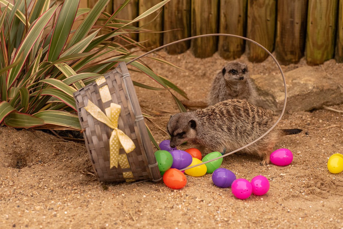 Happy Easter 💛 

Our animals are having baskets of fun, filled with hidden goodies inside their eggs! 🙉🪺Join us for a fun-filled day full of love, laughter, talks, egg hunts, and tasty treats this Easter!☕️🍰
monkeyhaven.org/news/
#easter2024 #EasterSunday