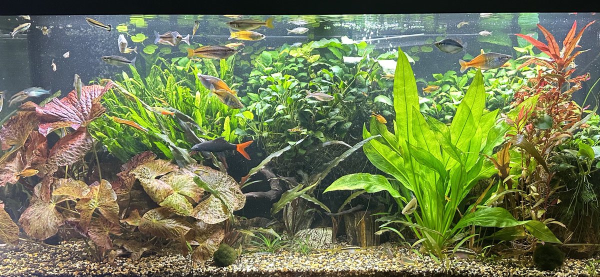 Happy Easter everybody. It’s finally here, the only true day of rest left in a year. So why not sit back, relax and play this beautiful aquarium with relaxing music through your tv. What a great way to spend your afternoon. youtu.be/EZxNbsJjB8s?si… via @YouTube