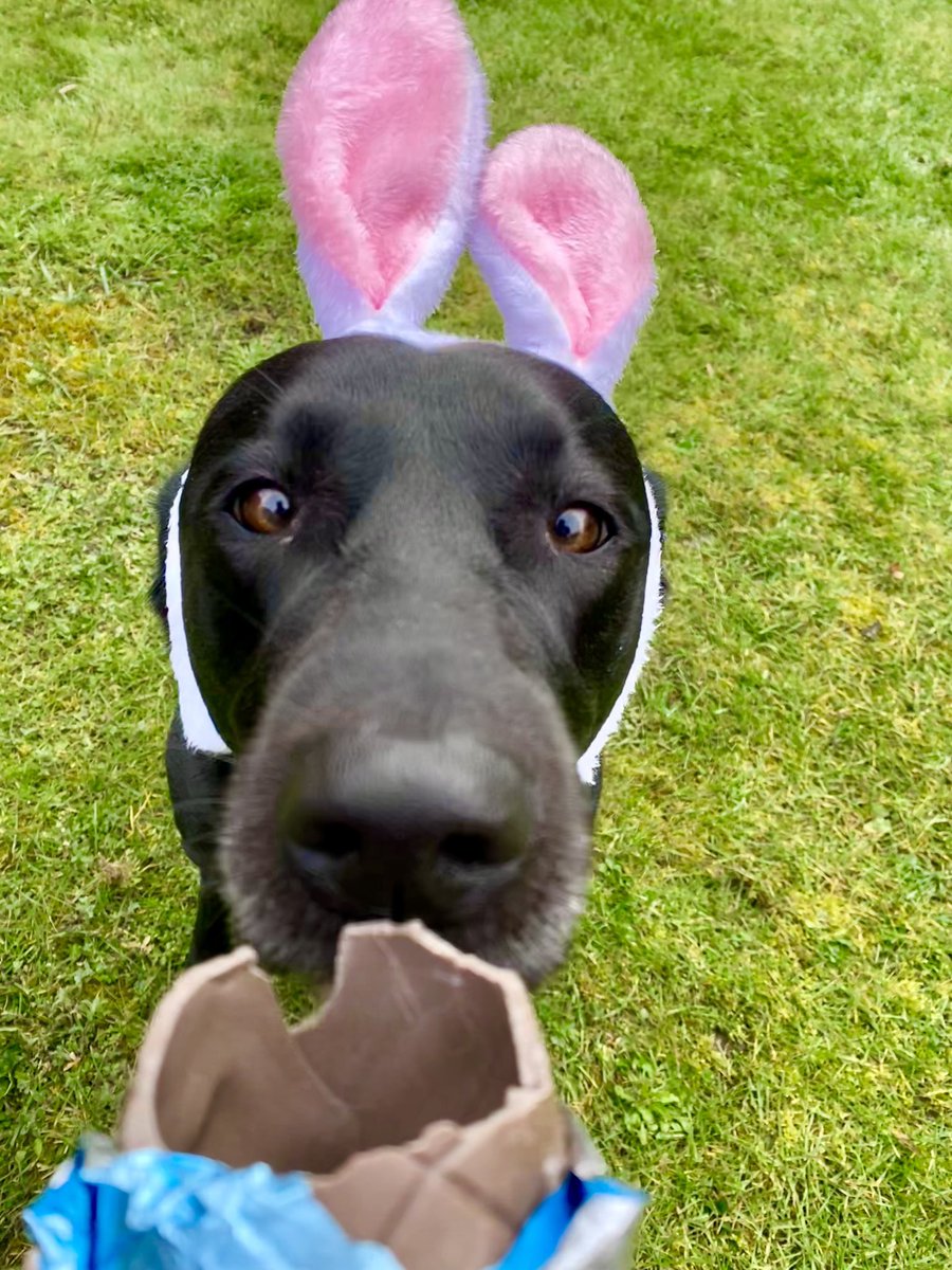 Happy Easter from our very own Easter Bunny 🐇 Wishing all the Ludgrove families a special day with a few treats to enjoy (Don’t worry, Quila’s egg is a special doggy treat) #easter #eastersunday #easterbunny #easteregg #labrador #schooldog #schoollife #prepschool