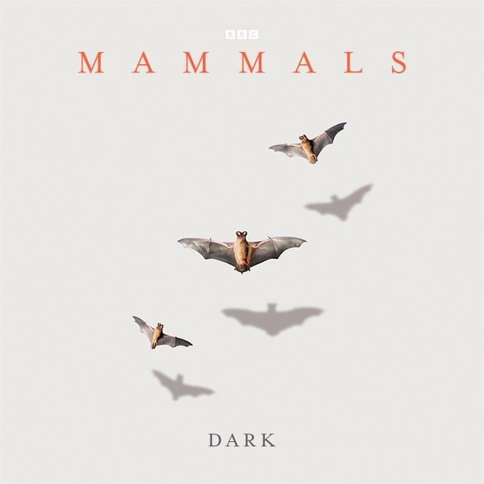 I’m so excited to watch the new BBC series ‘Mammals’, and you can imagine I lost my cool when I saw a whole episode is being designated my favourite realm, The Dark 🌌 Natural nighttime is essentially extinct as a habitat wherever we find humans on the globe 🦇 @Webbloe