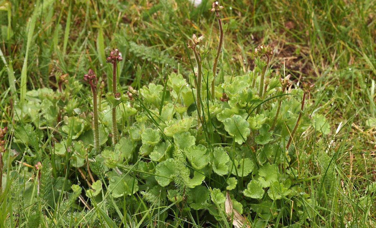 Delighted with our small #Boreham #Essex #garden #Wildflower #lawn. Taken several years &amp; lots of sand; currently 42 species.  Images Sunday am. Cowslip, Primrose and Meadow Saxifrage (now self-seeding). <a href="/EssexWildlife/">Essex Wildlife Trust</a> <a href="/essexbna/">BNAEssex</a> #flowers #Wildlife #GardeningTwitter