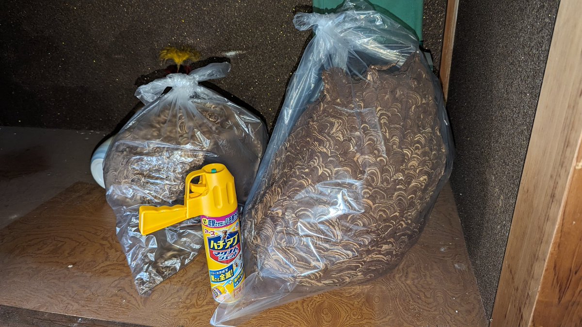 今日の収穫🐝😮‍💨
お留守で助かった😅
それにしてもデカ過ぎ😱

＃スズメバチの巣
＃デカ過ぎ
＃留守で救われた